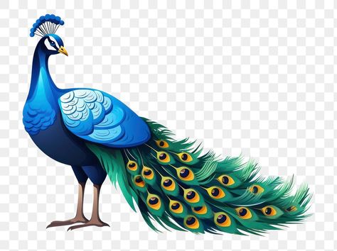 Peacock Cartoon, Krishna Png, Peacock Png, Feather Png, Peacock Vector, Islamic Image, Banner Sample, Png Images For Editing, Peacock Images