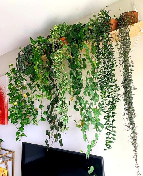 Hanging Plant Ideas, Hanging Indoor Plants, Indoor Plant Wall, Fake Plants Decor, Plant Wall Decor, Hanging Plant Wall, Garden Decor Ideas, Inside Plants, Trailing Plants