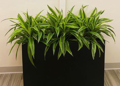 Big and bushy--this 3 foot rectangle floor planter makes these beautiful Goldstar plants even more stunning! 😎 Rectangle Pot Plant Ideas, Tall Rectangular Planters Outdoor, Rectangle Flower Pot, Snake Plant Rectangular Planter, Rectangle Succulent Planter, Bushy Plants, Best Office Plants, Trough Planter, Trough Planters