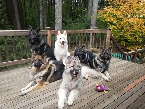 Titanium Shiloh Gallery — Titanium Shilohs Shiloh Shepherd Dog, Shiloh Shepherd, German Shepherd Photos, German Sheperd Dogs, Cute German Shepherd Puppies, Castle House, Shepherd Dogs, Sporting Dogs, Service Animal