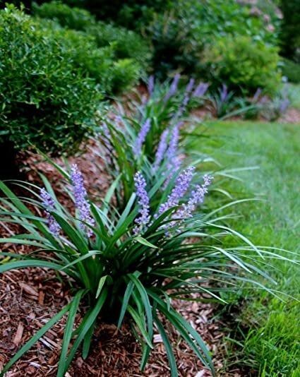 All You Need to Know About The Super Blue Liriope — Coastal Shores Landscape Blue Liriope, Liriope Muscari Big Blue, Lily Turf, Monkey Grass, Pieris Japonica, Liriope Muscari, Edging Plants, Front Landscape, Florida Garden