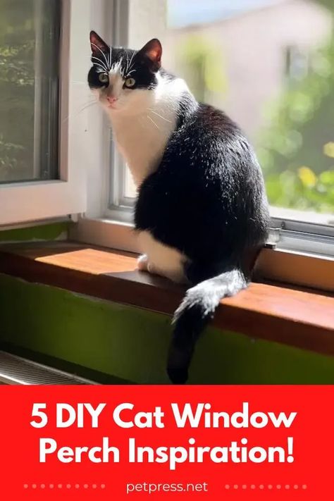 Keep your feline friend entertained and content all day by learning how to build a diy cat window perch in just a few easy steps. #catwindowperch #diycatwindowperch Diy Window Perch For Cats, Easy Diy Cat Window Perch, Diy Cat Window Perch, Diy Cat Window, Cat Perch Diy, Cat Window Shelf, Diy Cat Scratcher, Window Boxes Diy, Diy Cat Bed