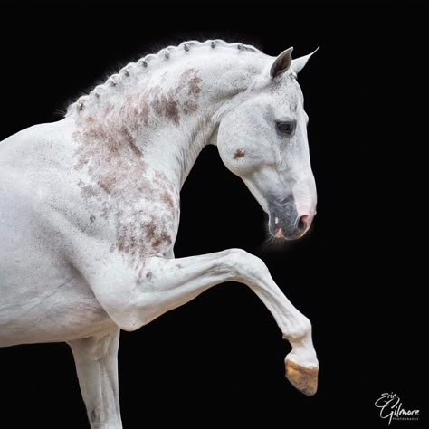 Clysdale Horses, Horse Photography Poses, Horse Poses, Beautiful Horses Photography, Horse Profile, Elegant Horse, Horse Anatomy, Horse Reference, Horse Inspiration