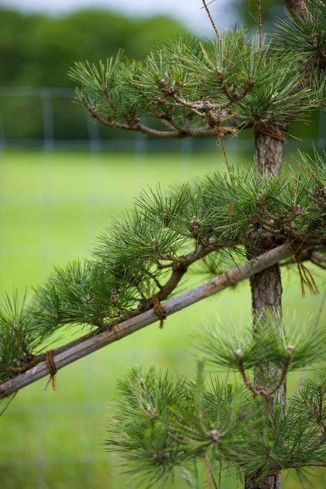 Specimen Trees: Are They Worth It? - Gardenista Pine Tree Garden, Japanese Black Pine Tree, Pine Tree Background, Pinus Thunbergii, Black Pine Tree, Japanese Black Pine, Bonsai Pruning, Bonsai Tree Care, Bonsai Techniques