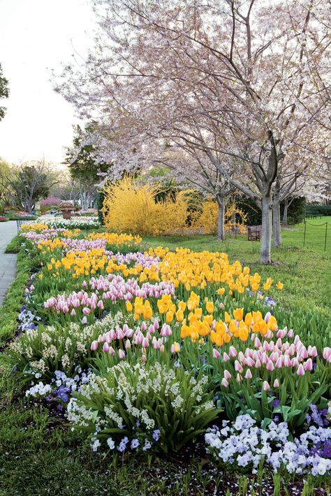 Colorful, Show-Stopping Tulips Tulip Arrangement Ideas, Tulips Garden Design, Bulbs Garden Design, Spring Bulbs Garden, Mary's Garden, Lilac Shades, Tulip Arrangement, White Hyacinth, Spring Gardens