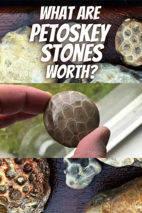 Are Petoskey Stones Worth Anything?Petoskey stones do have value, especially those with the clearest features. Stones with a high shine can demand twice as much as dull, rough ones. The stones offer a fascinating view of the reef life of the past in startling detail for anyone interested in natural earth colors and design. Read the full article to learn more about what the value of petoskey stones is and what yours might be worth. Petoskey Stone Crafts, Rock Tumbler Diy, Agate Hunting, Petoskey Stone Jewelry, Petosky Stone, Michigan Rocks, Rock Identification, Minerals Crystals Stones, Rock Tumbling