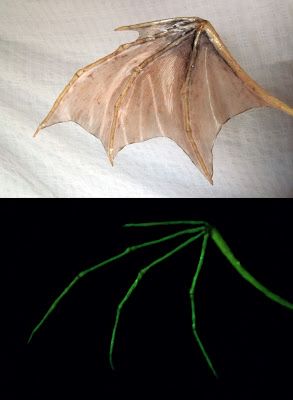 Tape wrapped wires + glow in the dark paint + MOD PODGE for the semi-translucent wing, believe it or not! Tiamat Dragon, Wing Costume, Dragon Wing, Dragon Halloween, Diy Wings, Diy Glow, Here Be Dragons, Costume Tutorial, Dragon Costume