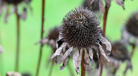 Harvesting Coneflower Seeds, Coneflower Seed Saving, Planting Coneflower Seeds, When To Plant Coneflower Seeds, When To Plant Corn, Coneflower Seeds, Sowing Seeds, Garden Remedies, Seed Starting Mix