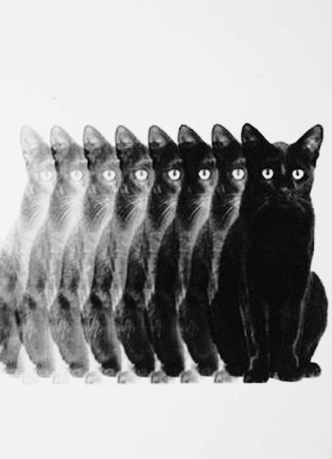 Black Cat - no link Photo Bleu, Young Art, Sunflower Wallpaper, Arte Inspo, Twitter Header, Black Cats, Crazy Cat Lady, Crazy Cats, Cat Lady