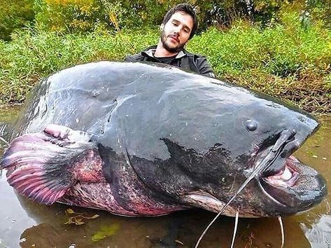 WOW! Monster ! 😱😱😱😵😵😵 Tag a friend 🎣🐬🐟 Love fish? Then follow us. 🐟DM us your fishing pics to get featured 👍Like, Share, Comment please… Wels Catfish, Catfish Bait, River Monsters, Catfish Fishing, Monster Fishing, Scary Animals, Cool Fish, Walleye Fishing, King Cobra