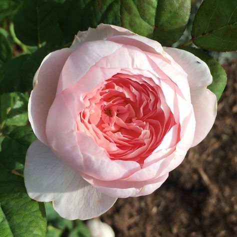 Juliette Sinclair on Instagram: “The Rose garden makes me happy. . . . . #stargazervalleyfarm #roses #rose #englishrose #englishrosegarden #flowers #flowersofinstagram…” Juliette Rose, Old English Roses, Cottage Garden Roses, Beautiful Flowers Photos, David Austin Roses, David Austin, Cabbage Roses, English Roses, Plant Lady