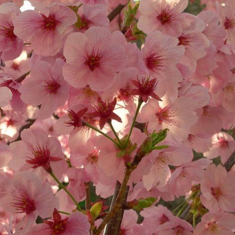 Kalmia latifolia Kalmia Flower, Kalmia Latifolia, Spring Flowers, Plants, Flowers, Pink, Quick Saves