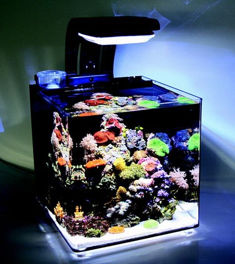 TMC Micro Habitat 30 Litre Nano Aquarium Micro Saltwater Aquarium, Marine Fish Tanks, Saltwater Aquariums, Enclosure Ideas, Nano Aquarium, Marine Aquarium, Marine Fish, Reef Aquarium, Tanked Aquariums