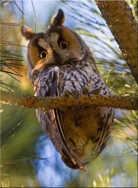 Long-eared Owl (Asio otus) Asia, Europe and North America Wild Owl, Awesome Owls, Moon Tattoos, Long Eared Owl, Owl Photos, Owl Party, Owl Pictures, Beautiful Owl, African Grey