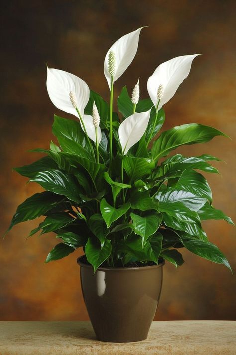 Peace Lily Care Indoor, Peace Lily Indoor, Letter Drawings, Peace Lily Plant Care, Peace Lily Flower, Peace Lily Care, Lily Plant Care, Lily Care, Butterfly Gif