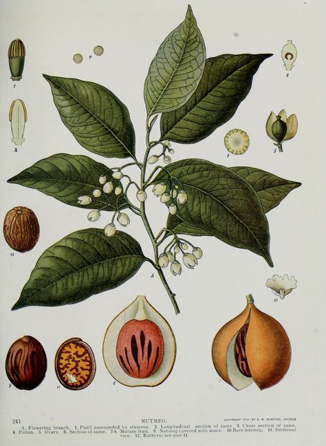 Nutmeg Benefits, Nutmeg Tree, Myristica Fragrans, Spice Island, Spices And Herbs, Scientific Illustration, Healing Herbs, Medicinal Herbs, Medicinal Plants