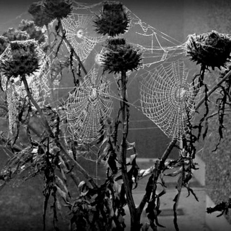 . Goth Spider, Goth Garden, Itsy Bitsy Spider, Mother Art, Spider Art, Dark Love, Midnight Garden, Grey Gardens, Black N White Images