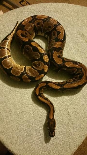 Ball Phytons, Snake Farm, Snake Terrarium, Cool Snakes, Pretty Snakes, Hamster Cages, Ball Pythons, Cute Reptiles, Pet Snake