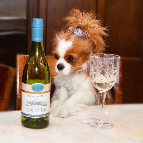 Cavalier King Charles Spaniel Puppy, Glass Half Full, Street Life, Cavalier King, Charles Spaniel, King Charles, Spaniel, Wine, Glass