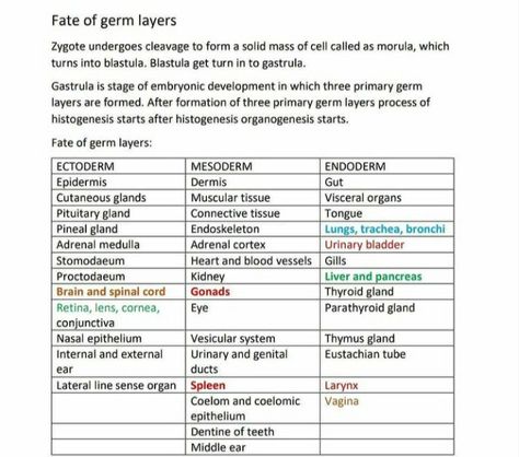 Csir Net Life Science Notes, Embryonic Development, Study Biology, Study Flashcards, Science Notes, Medical Anatomy, Life Science, Biology, Anatomy