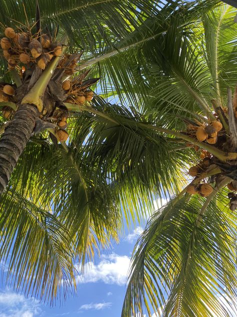 coconut tree, travel, mauritus, balaclava, leaves, aesthetic Coconut Tree Aesthetic, Coconut Tree, Fairy Godmother, Mauritius, Maldives, Maui, Coconut, Travel