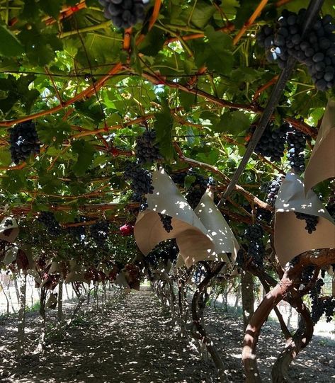 Grape Vineyard Aesthetic, Wine Grapes Aesthetic, Wine Summer Aesthetic, William Graham, Vineyard Aesthetic, Grape Picking, Italian Vineyard, Grape Vineyard, Grapes Wine