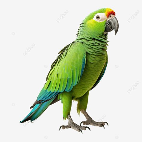 amazon parrot full body bird full body beautiful bird pet png Parrot Images, Parrot Pictures, Parrot Png, Bird Pet, Bird Png, Amazon Parrot, Beautiful Angels, Angels Pictures, Beautiful Angels Pictures