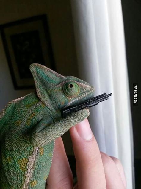 To the guy that said that we need more reptiles in 9gag... here is my chameleon, Emma - 9GAG Pet Chameleon, Cute Animals Videos, Baby Chameleon, Cute Animal Character, Veiled Chameleon, Cute Animal Memes, Cute Reptiles, Pet Ideas, Funny And Cute