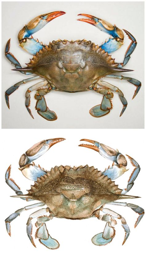 Blue crab watercolor Crab Reference Photo, Blue Crab Illustration, Blue Crab Drawing, Blue Crab Tattoo, Blue Crab Watercolor, Crab Drawing, Blue Crabs Art, Chelsea Smith, Crab Watercolor