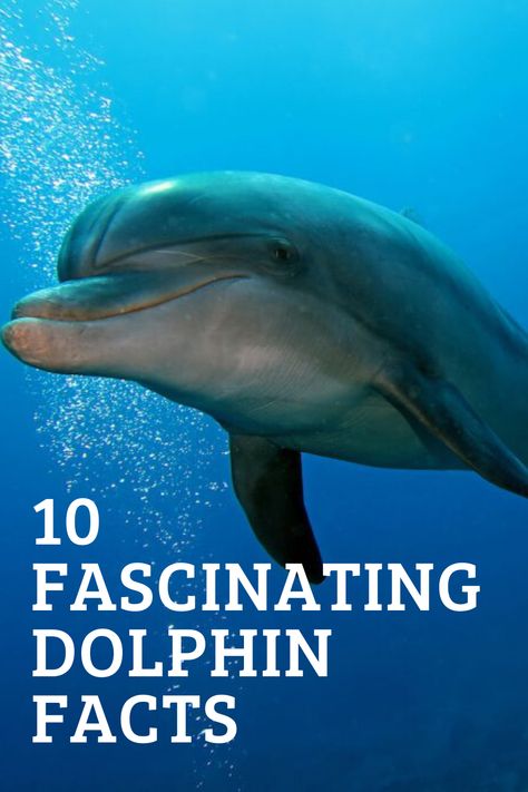 Dolphins are truly lovable, but they are far more than just fun creatures of the sea. Learn 10 dolphin facts that will make you love them even more. Images Of Dolphins, Facts About Dolphins, Beautiful Dolphins, Dolphin Quotes, Ocean Mammals, Happy Friday Pictures, Selena Gomez Latest, Dolphin Facts, Dolphin Images