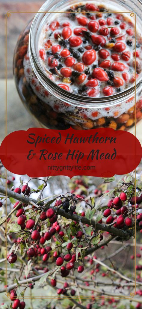 A beverage for a joyful heart! Spiced hawthorn and rose hip mead marries herbal medicine with fermented libation. A jolly cheers to you and yours! via @nittygrittylife Homemade Mead, Healing Kitchen, Mead Recipes, Mead Making, Homestead Tips, Mead Wine, Mead Recipe, Fermenting Jars, Food Preserving