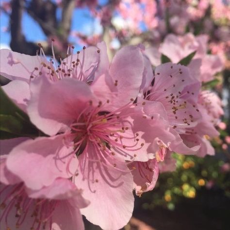 Flowers Blooming, Flowers Aesthetic, Pink Pastel, Aesthetic Pink, Wallpaper Aesthetic, In The Garden, The Garden, Pink Flowers, Pastel