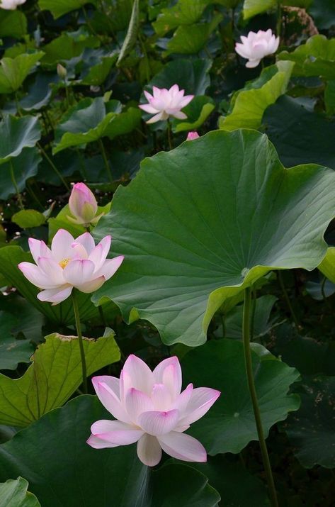 Lotus Flower Pictures, Lotus Flower Art, Lily Lotus, Water Lilly, Lotus Pond, Pink Lotus, Lily Pond, Lotus Flowers, Pretty Plants