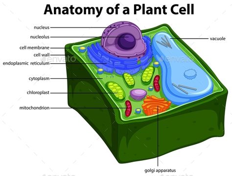 Diagram Showing Anatomy of Plant Cell #Showing, #Diagram, #Anatomy, #Cell Plant Cell Drawing, Plant Cell Parts, Plant Cell Labeled, 3d Plant Cell, Plant Cell Diagram, Plant Cell Structure, Bio Notes, Cell Diagram, Cell Parts