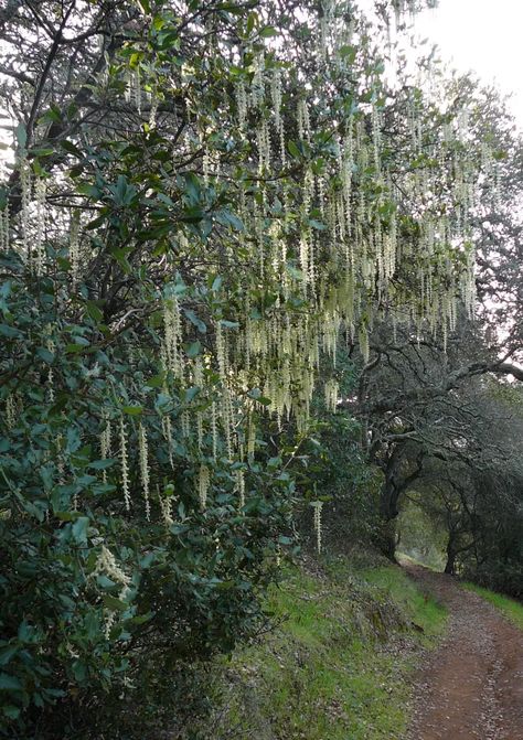 Coast Live Oak, Dark Green Hair, Us Forest Service, Long Flowers, Parts Of A Flower, Southern Oregon, Live Oak, Forest Service, Evergreen Trees