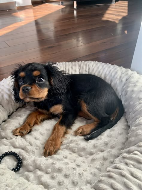 Black Cavalier King Charles Spaniel, Black And Tan Cavalier King Charles, Rich Dog, Cavalier King Spaniel, King Spaniel, Cavalier Dog, King Charles Cavalier, Cavalier Puppy, Cavalier King Charles Dog