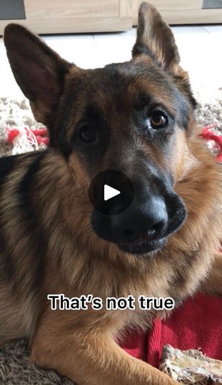 German Shepherd Love, Sassy Dog, German Shepherd Videos, Dog German Shepherd, Dog German, Shepherd Dogs, German Shepherd Dog, Animal Videos, Dog Dog