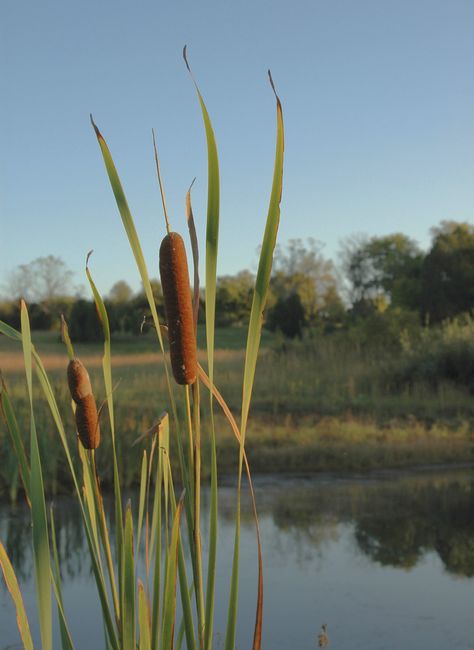 Cattails Plant, Cat Tails Plant, Broadleaf Cattail, Cattail Plant, Brick Wall Gardens, Garden Pond Design, Aquatic Ecosystem, Work Smarter Not Harder, Smarter Not Harder