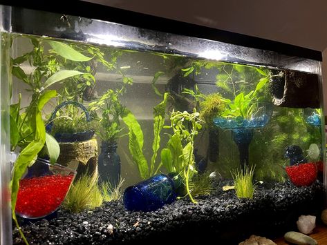 Diy Betta Fish Tank Ideas, Betta Sorority Tank Ideas, 5 Gallon Planted Betta Tank, Betta Fish Tank 10 Gallon, Betta Sorority Tanks, Sorority Tank Betta, Betta Fish Tank Ideas, Fish Tank Ideas, Fish Tank Terrarium