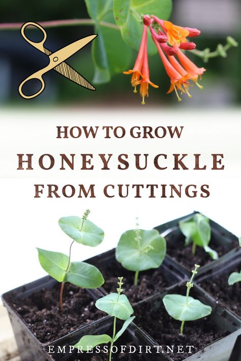 Honeysuckle plant cuttings in flower pots and orange blooms. How To Propagate Honeysuckle, Herbology Recipes, Growing Honeysuckle, Grow Honeysuckle, Honeysuckle Garden, Honeysuckle Plant, Lantana Plant, Propagate Plants, Honeysuckle Vine