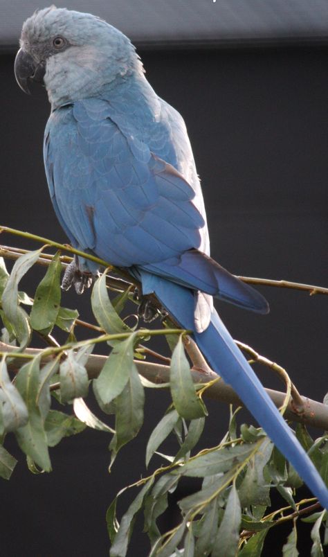 Spix Macaw, Parrot Pictures, Blue Macaw, Baby Animals Funny, Beautiful Landscape Wallpaper, Tropical Birds, Watercolor Bird, Endangered Species, Landscape Wallpaper