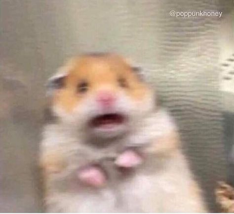 Shock Meme, Scared Face, Funny Hamsters, Funny Profile, Memes Br, Funny Profile Pictures, Funny Reaction Pictures, Cute Profile Pictures, Meme Faces