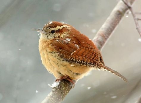 House Wren vs Carolina Wren: ID Challenge - Birds and Blooms House Wren, Carolina Wren Tattoo, Carolina Wren, Wren Name, Winter Wren, Wren Symbolism, Carolina Wren Painting, Miss Peregrines Home For Peculiar, Looking For Houses