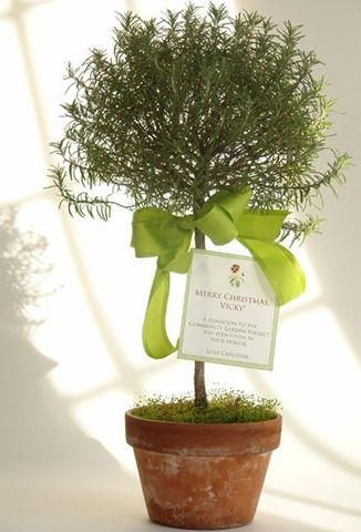 Rosemary Topiary, Topiary Plants, Topiary Trees, Beautiful Interior Design, Topiaries, Christmas Pins, Plant Design, Container Plants, Herb Garden