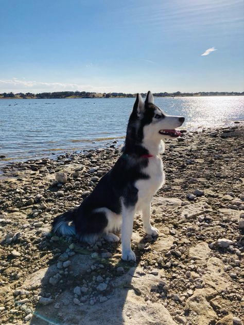 Huskies Aesthetic, Aesthetic Husky, Husky Aesthetic, Black Husky, Girly Bracelets, Foto Inspo, Cute Small Dogs, Husky Mix, Dog Beach