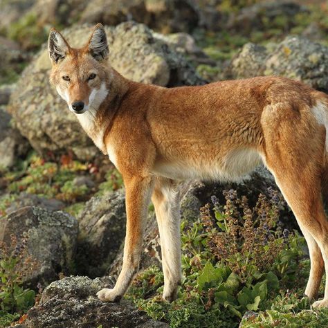 Wolf Therian, Ethiopian Wolf, Maned Wolf, Northern Wisconsin, Cats Eye Stone, Wildlife Conservation, Beautiful Creatures, Wolves, National Geographic