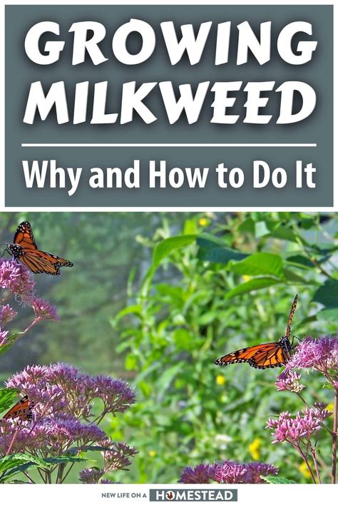 Growing Milkweed, Milkweed Garden, Monarch Butterfly Garden, Butterfly Farm, Butterfly Garden Plants, Milkweed Plant, Homestead Gardens, Hummingbird Flowers, Francis Bacon