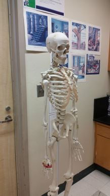 Skeletal System Bone Lab The Skeletal System, Skeleton Model, Anatomy Physiology, Biology Labs, Good Introduction, Skeletal System, Media Studies, Teacher Team, High School Science