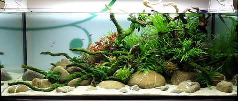 Lets see your river rock scapes! - The Planted Tank Forum Aquarium Sand, Aquarium Rocks, Fish Tank Terrarium, Diy Fish Tank, Aquascape Design, Betta Aquarium, Tropical Fish Tanks, Aquarium Terrarium, Fresh Water Fish Tank