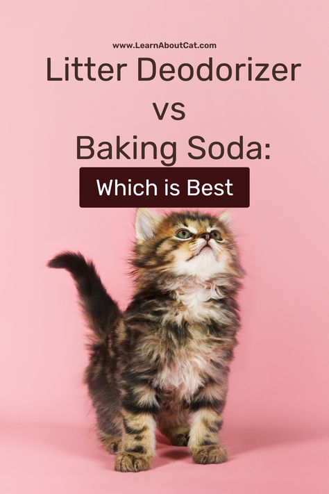 Litter Deodorizer vs Baking Soda Cat Litter Box Diy, Cat Litter Smell, Cat Liter, Diy Litter Box, Cat Litter Box Liners, Cat Care Tips, Cat S, Cat Box, Cat Sleeping